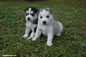 Baby Husky Wallpapers Wallpaper Cave