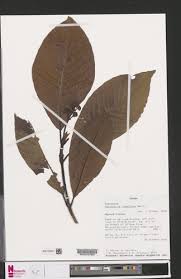 Image result for Psychotria vogeliana