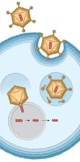 The new johnson & johnson vaccine uses reproductively incompetent genetically engineered adenovirus as the carrier for the corona spike protein gene. How The Johnson Johnson Covid 19 Vaccine Works The New York Times