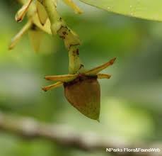 Image result for Rhizophora mucronata