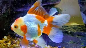 Take a small piece of string and tape it to the back of your fish. Why Is My Goldfish Turning White Should I Be Worried