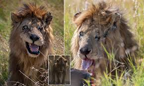 Your scarface lion stock images are ready. The Real Life Scar One Eyed Spotted In Kenya S Maasai Mara National Park Daily Mail Online