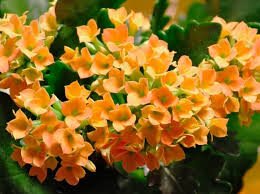 Orange Kalanchoe Flowers Kalanchoe Blossfeldiana Plants Kalanchoe Flowers