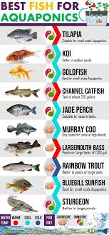 Best Aquaponic Fish Top 11 Suitable Species For Every Type Of System Best Fish For Aquaponics Aquaponics Greenhouse Backyard Aquaponics