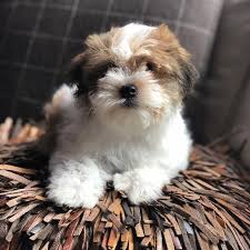 New york puppies for sale this page lists dogs and puppies for sale in new york along with stud services. Havanese Puppy Breeder New York Connecticut Massachusetts Vermont