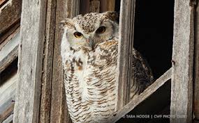 We did not find results for: Canadian Wildlife Federation How To Attract Owls To Your Yard