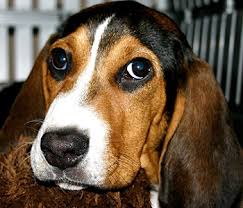 Thinking a basset hound beagle mix is the next pup for your family? Bagle Hound Beagle Basset Hound Mix Pet Keen