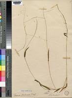 Image result for Panicum aequinerve