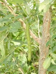 Image result for Bobgunnia madagascariensis