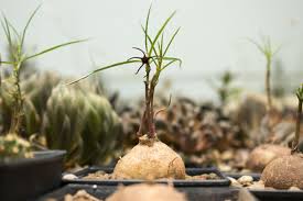 Image result for Brachystelma