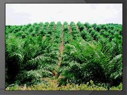 Begini nih wujud perusahaan kelapa sawit yang ada di indonesia, (ilustrasi/shutterstock). Tanaman Sawit Felda Sungai Tengi Selatan