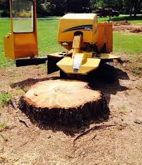 Check spelling or type a new query. Ramirez Tree Services Stump Grinding Services Stamford Ct
