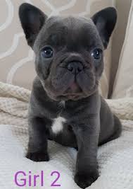 The french bulldog, or frenchie as they are sometimes called, are primarily bred to be a companion joel joel is a reverse brindle male french bulldog puppy. Beautiful Blue French Bulldog Puppies Girls Ready Now