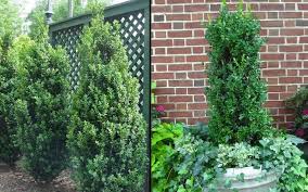 Pin On Home Foundation Shrubs