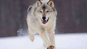 3840x2160 wolf winter ❤ 4k hd desktop wallpaper for 4k ultra hd tv • wide>. Wolf Run Schnee Springen Hintergrund Lade Auf Dein Handy Von Phoneky Herunter