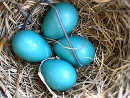 Check spelling or type a new query. Robin Eggs Bird Eggs Robins Egg Eggs Image