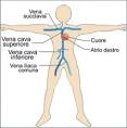 Vena cava - 