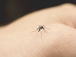 مع استخدام ✨ onlinefreeconverter ⭐ ️ يمكنك تحويل أي ملفات صيغة pptx إلى صيغة ppt. Malaria Causes Symptoms And Diagnosis