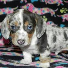 Black And Tan Reverse Dapple Dachshund Past Black Tan Patchwork Dapple Piebald Dachshund Puppy Http Daminidachshunds Weebly Com Dapple Dachshund Dachshund Breed Dapple Dachshund Puppy