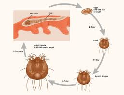 Image result for Sarcoptes scabiei life cycle