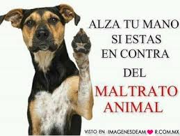 Resultado de imagen para imagenes de maltrato de animales