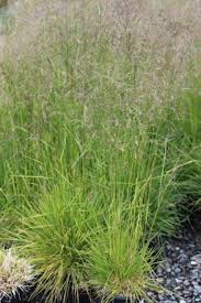Image result for Deschampsia