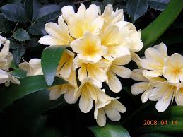 Latin names for common garden flowers. Identify 2 Plants By Common And Latin Names By Colorcat3 Fiverr