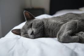 If you are looking at a russian blue, you will also notice its thick, plush coat, and its distinctive green eyes. What You Actually Want To Know About Russian Blue Cats Live Long And Pawspurr