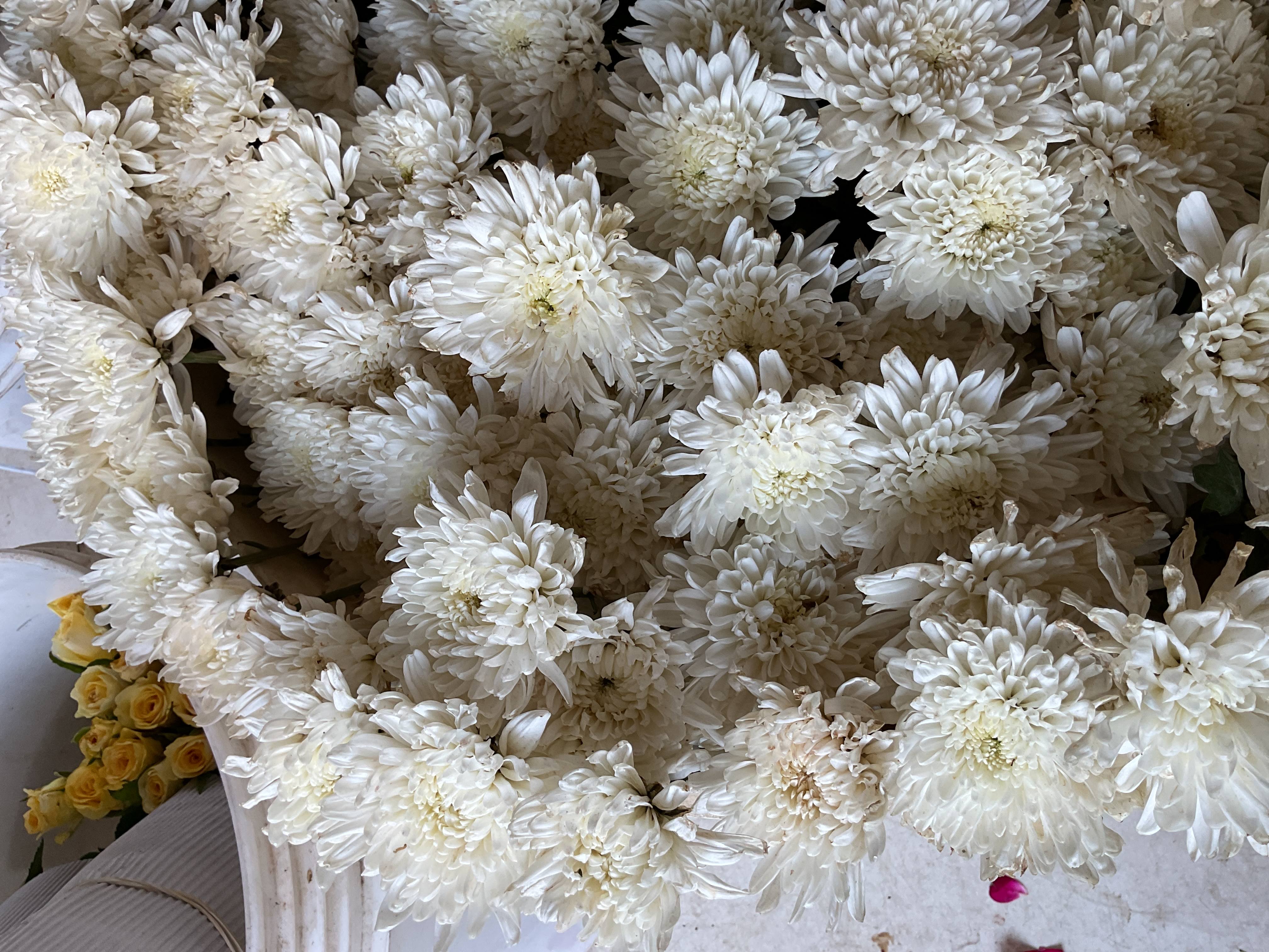 Fresh Satar flower product image