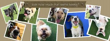 We know that your pet is a member of your family and like all family members you want only the best for him. All American Pet Resorts Punta Gorda Home Facebook