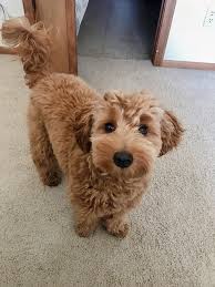 The graphics below are incredibly helpful for explaining to how describe different components of a goldendoodle haircut. Mini Goldendoodle Puppy Cut