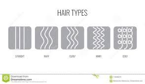 Vector Illustration Of A Hair Types Chart Displaying All