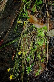 Image result for Utricularia tortilis
