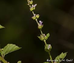 Image result for Cantinoa