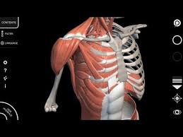 A Collection Of Apps For Ios Macos Android Windows That Constitute A Modern 3d Atlas Of Human Anatomy