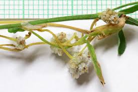 Image result for Cuscuta approximata