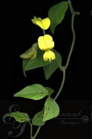 Image result for Rhynchosia caribaea