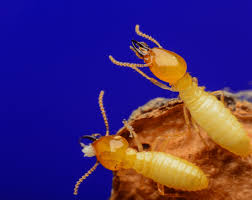 Call west london pest control on 020 8945 5702 for 24 hour 7 day pest control services in homes & businesses. Termidor Celebrates 20 Years Pct Pest Control Technology