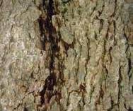 Image result for Canthium inerme