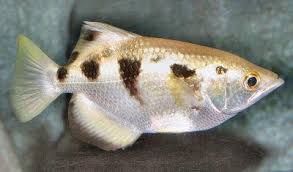 Image result for Archer Fish