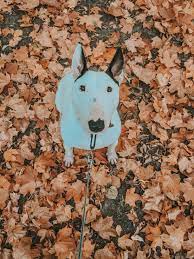 bulterer in 2021 cute funny animals beautiful dogs animals