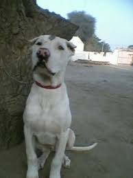 Share it or review it. Pakistani Mastiff Dog Breed Information And Pictures
