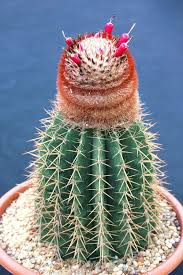 Please comment with your favorite sellers! Cheap Cactus Seeds For Sale Find Cactus Seeds For Sale Deals On Line At Alibaba Com