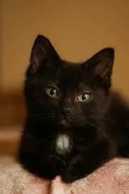 Baby Black And Orange Kitten Looks Like My 1st Baby Midnight Pretty Cats Kittens Cutest Cute Animals