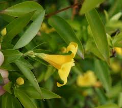 Image result for Gelsemiaceae