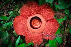 Rafflesia Arnoldii Of Bengkulu Britishbencoolen Bengkuluprovince Bengkulutourism
