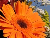 Informazioni, foto e nomi di piante grasse, o anche definite succulente, e rare: 37 Idee Su Fiori Arancioni Fiori Arancione Fiori Gialli