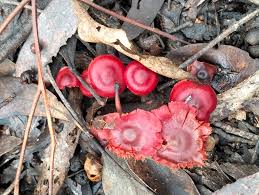 Image result for Eulophia hirschbergii