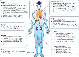 Muscles run throughout the human body. From Purines To Purinergic Signalling Molecular Functions And Human Diseases Signal Transduction And Targeted Therapy