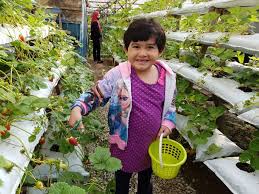The red ripe delicious berry is sure to tantalise your taste bud and leave you with an unforgettable memory with your family. Jom Singgah Ke Abang Strawberry Di Cameron Highlands Prebiu Com